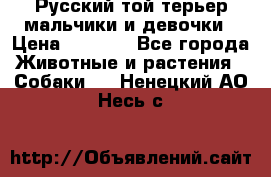 Русский той-терьер мальчики и девочки › Цена ­ 8 000 - Все города Животные и растения » Собаки   . Ненецкий АО,Несь с.